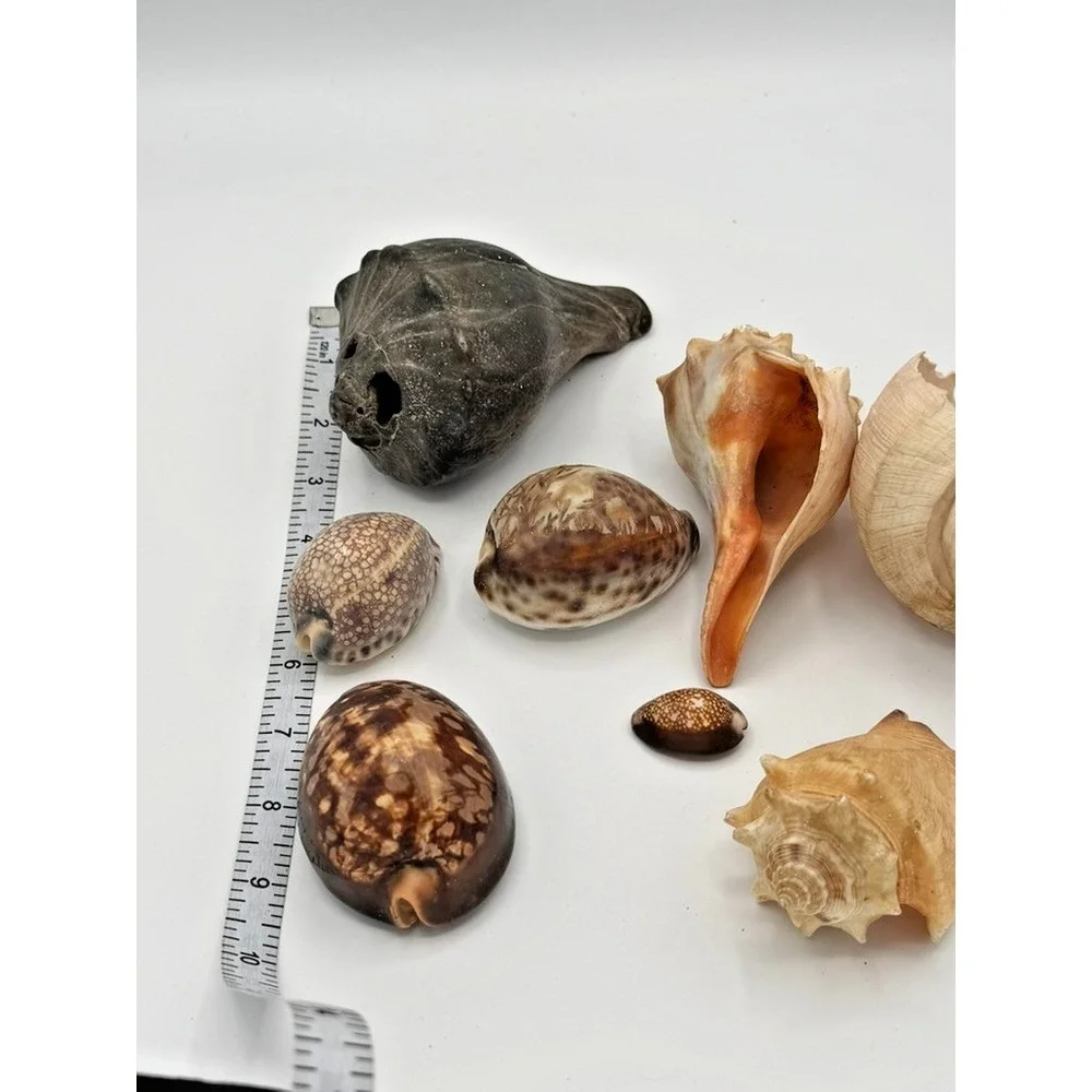 Mixed Seashell Lot Conch Cowrie Ocean Shells Assorted Beach Decor Craft Display